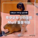 금강만화자판기 | 일본 후쿠오카 라라포트 동물카페 Moff Animal Cafe 5살 아이랑 이용후기 #동물먹이주기 #카피바라