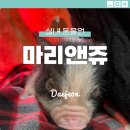 마리앤쥬(ZOO) | 대전 둔산동 마리앤쥬 실내 동물원 후기 가격 주차 동물