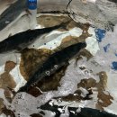 해원펠리스횟집 이미지