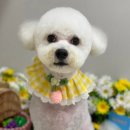 뉴데이 반려견 미용실 이미지