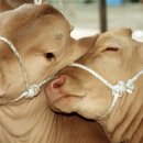 클럽프리모 이미지