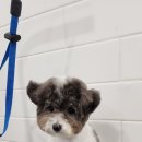 리츠펫(송도점) 이미지