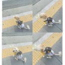 페로하임 네이버블로그