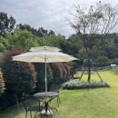 퍼피 그라운드 이미지