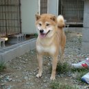 월드켄넬 이미지