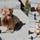 댕댕이미용 이미지