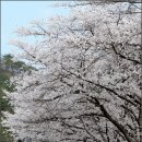 마이산 벚꽃길 Daum카페