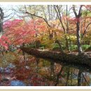 2016.11.13(일)고창 문수사 300년된 단풍나무-선운사 물에비친 만추의 풍경 이미지