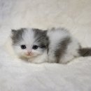 천안고양이분양 베스트캣 제나캣 천안점 이미지