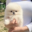 오독안심분양센터 강아지분양 고양이분양 시흥점 | 행복한 만남이 이루어진 시흥 분양 후기