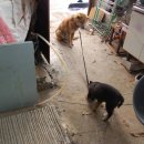 하룻 강아지 이미지