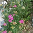 꼬꼬네농장 이미지