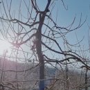 오후5시;사과밭