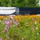 장자호수공원 장미원 이미지