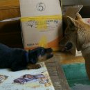 땡칠이네 이미지