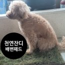 [반려동물배변]<b>펫</b><b>네이처</b> 친환경 천연잔디배변패드