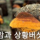버섯과면역 이미지