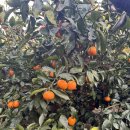 해뜨는농원 이미지