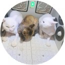 뽀삐살롱 이미지