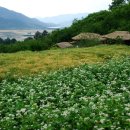 숲에향기 이미지