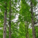 송정메타세콰이어길 이미지