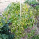 노을지는농장 이미지