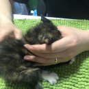 상아동물병원 이미지