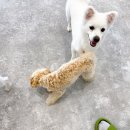 라이프 오브 라일리(Life of Riley) | 구리시애견카페 라이프오브라일리 중랑구애견유치원 Life of Riley