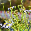 삼덕공원 앞 이미지