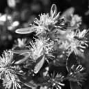 [식물 이야기] 지금 화단에 흔한 작은 봄꽃… 가지치기·공해에 강해 이미지