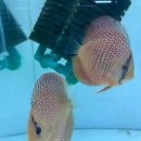 태양성 PC 이미지