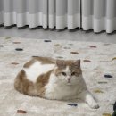 (주)에스원 성북지사 | [한국고양이혈액센터]5kg 이상 선택받은 고양이만 할 수 있는 헌혈!! (무료 건강검진&amp;펫 보험 혜택)