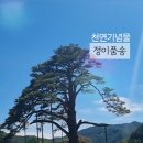 정이품송 공중화장실 네이버블로그