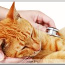 아빠손동물병원 이미지