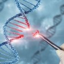 영국, GMO--유전자조작 인간 생성을 위한 CRISPR 유전자 편집 승인 이미지