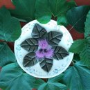 황금족보 이미지