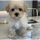 도그마루 고양이 강아지 무료분양 이미지