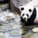 판다 이미지