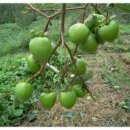 대봉농장 이미지