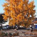 신당마을회관 | 창녕 은행나무 명소 신당마을 은행나무 주차 실시간