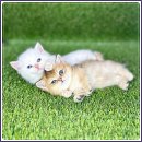 해피애견타운 강아지고양이 포항점&현살롱드펫(남구) | 포항고양이분양 해피펫타운 정직함이 돋보인 곳