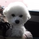 알라딘펫 이미지