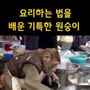 요리하는원숭이 이미지