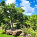 협재통나무집 이미지