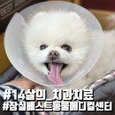 잠실베스트동물메디컬센터 이미지
