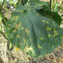 손해평가사 1차 - 재배학 및 원예작물학 이미지