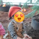 가-41 | 고마워토토 대구수성점 | 겨울에 아이와 가볼만한 곳, 41개월 아이 두 번째 방문 후기 "제주에서 온 귤"