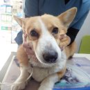 포산동물병원 이미지