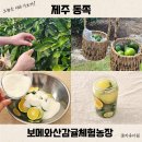중귤농장 | 8월 9월 제주 청귤체험 동쪽 보메와산감귤체험농장 후기