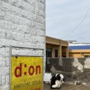 디사이드온 | 제주 종달리마을 카페 추천 디사이드온 상세 후기 당근 케이크 디저트 맛집